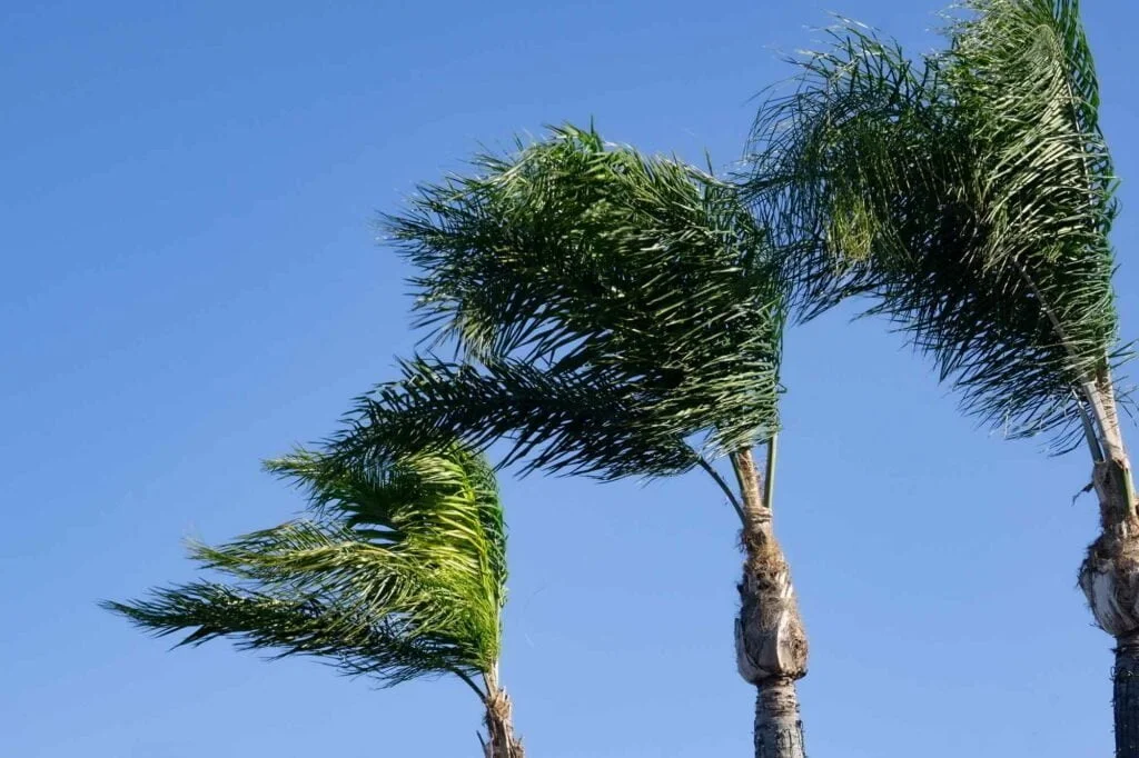 palmer i santa ana-vindarna