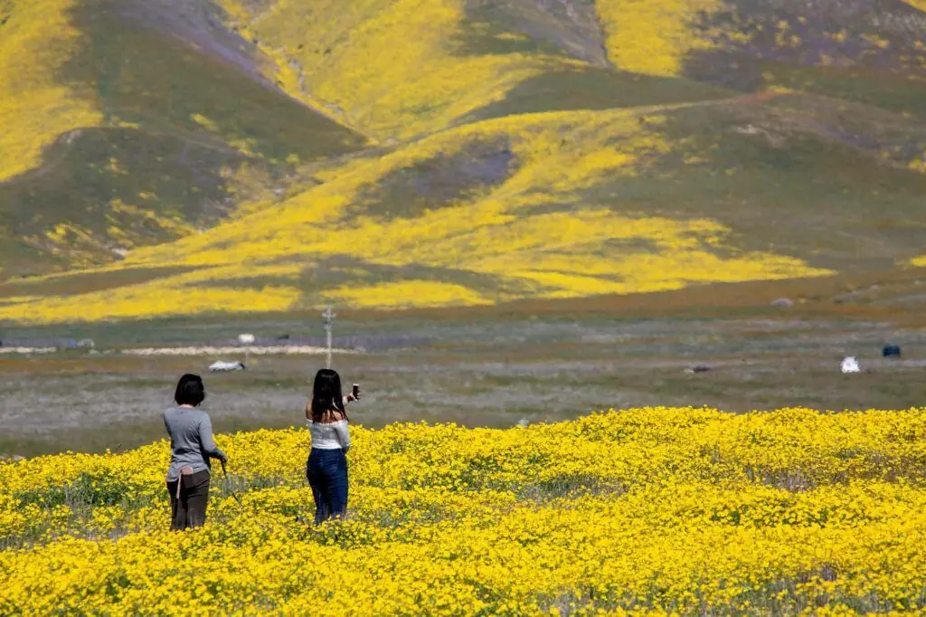 kvinnor som fotograferar på Carrizo Plain under blomningen av vildblommor.